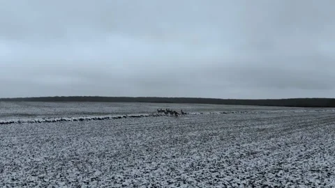 Deer Running Winter Time on a Field Migrating Drone Aerial Shot Video stock 139716707