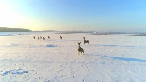 Deer Running Winter Time on a Field Migrating Drone Aerial Shot Видео 139717455