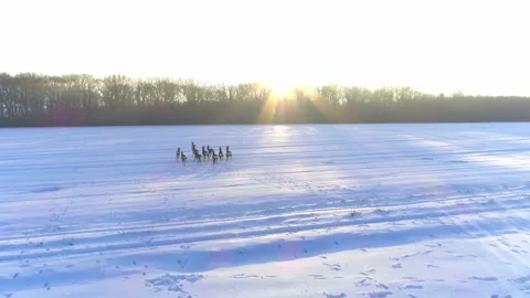 Deer Running Winter Time on a Field Migrating Drone Aerial Shot Stock Footage 139717554