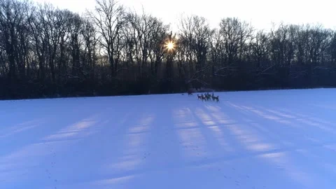 Deer Running Winter Time on a Field Migrating Drone Aerial Shot Stock Footage 139717613