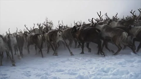 Deer running in winter Yamal Stock Footage 273704794