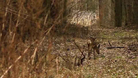 A deer running in the woods Video stock 92380789