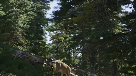 Deer Running Into the Woods From a Trail 스톡 동영상 217652225
