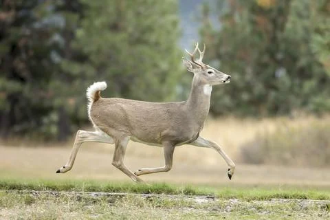 Deer runs in a park. Stock Photos