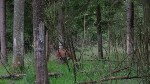 A deer runs through the forest Stock Footage 134664719