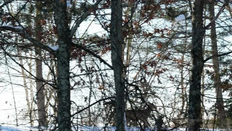 Deer runs through the forest landscape, with trees in the foreground. Stock Footage 170578131