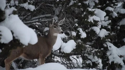 Deer Runs Through Snowy Mountains Stock Footage 58604258