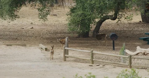 Deer at Sage Ranch Park , California Nov 2018 Stock Footage 98528024