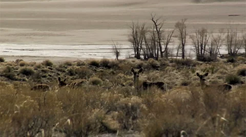 Deer, Sand Dunes Video stock 6416573