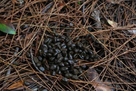 Deer scat on fallen pine needles. Deer droppings Stockfoto's
