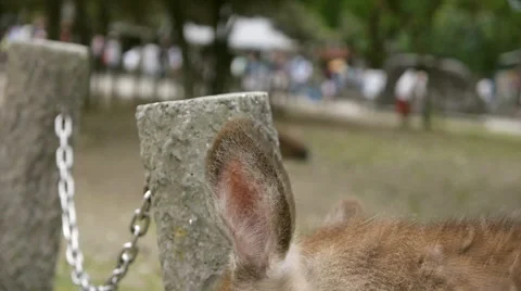 A deer scratching against a post in Nara, Japan Stock Footage 52383094
