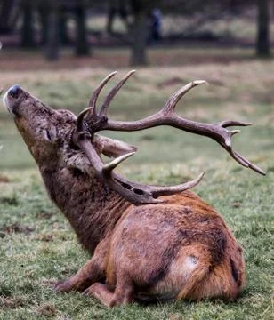 Deer scratching back Stock Photos