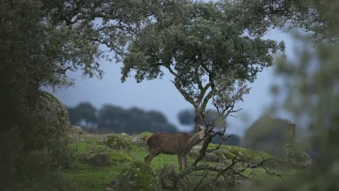 Deer scratching chip tree Spain in Sierra de Andujar mountain. Rutting season Re Stock Footage 229496011