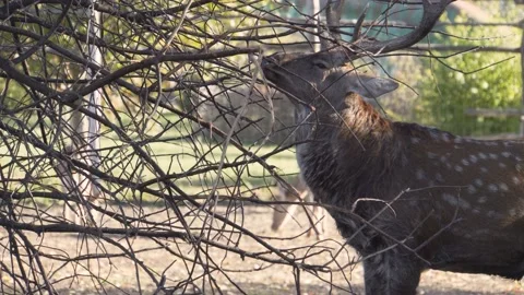 Deer scratching his horns on a tree 4K Video stock 98612041