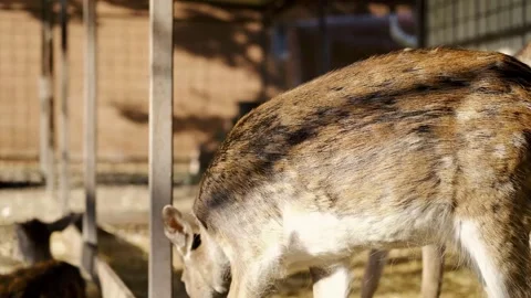 Deer scratching its body inside a farm enclosure, with other deer and chickens Stock Footage 327536188