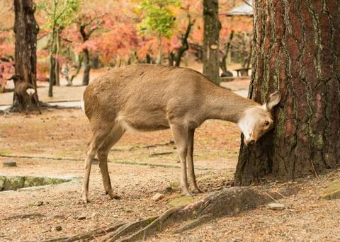 Deer scratching its head on a tree. Stock Photos