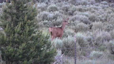 Deer in Scrub Desert Stock Footage 100774226