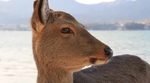 Deer &amp; Sea 02 Stock Footage 33910791