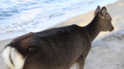 Deer &amp; Sea 03 Stock Footage 33910503