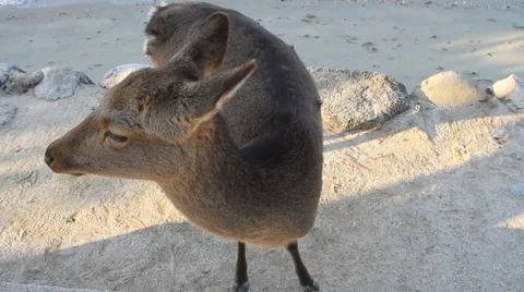 Deer &amp; Sea Stock Footage 33897776