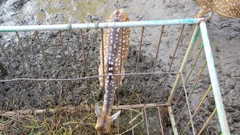 Deer is seen from above, standing on muddy ground Stock Footage 331155736