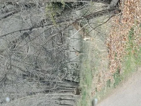 Deer seen in trees on side of the road Stock Photos