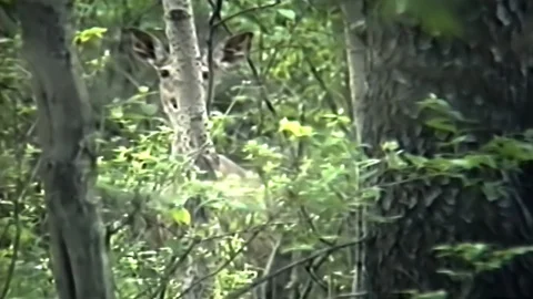 Deer Senses Human Close By. 스톡 동영상 100091268