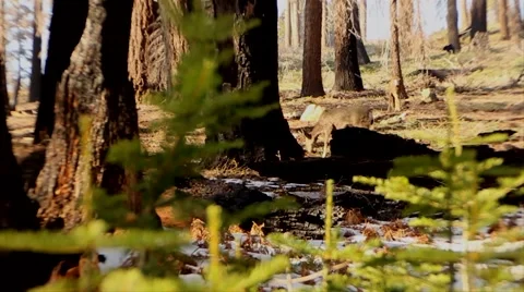 Deer in the Sequoias Stock Footage 65053167