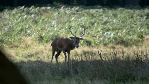 Deer in the shade in park Stock-Footage 82722358
