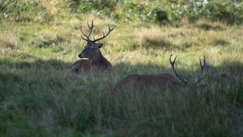 Deer in the shade resting Stock Footage 82722549
