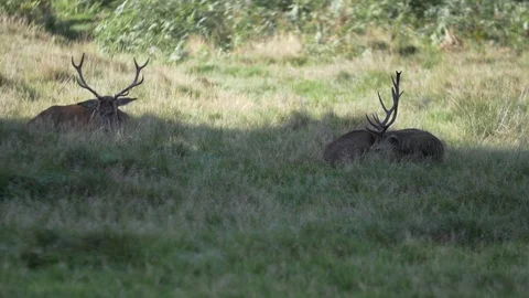 Deer at the shadow of a tree Video stock 82722533