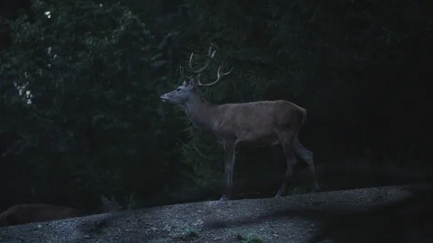 A deer shaking ears Stockbeeldmateriaal 92408103