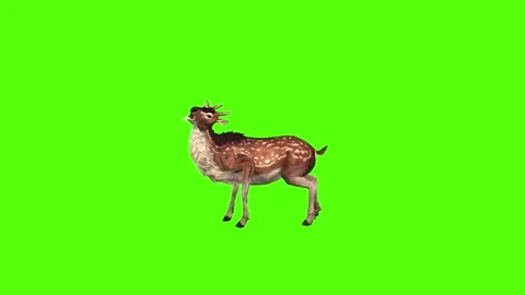 Deer Shot Dead Green Screen Animation 4K Rendering Stockbeeldmateriaal 278137630