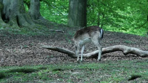 Deer shots Stock Footage 10965645