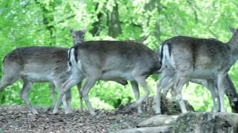 Deer shots Stock Footage 10965742