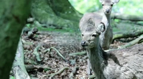 Deer shots Stock Footage 10965747