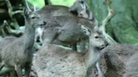 Deer shots Stock Footage 10965844