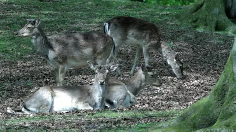 Deer shots Stock Footage 10965846