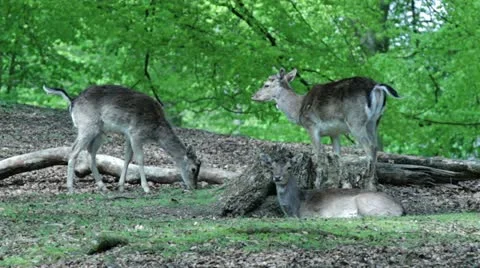 Deer shots Stock Footage 10966020