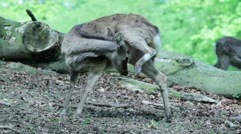 Deer shots Stock Footage 10966124