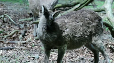 Deer shots Stock Footage 10966141