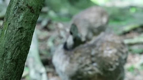 Deer shots Stock Footage 10966210