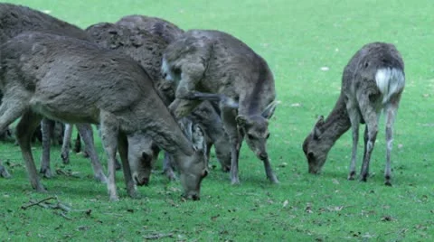 Deer shots Stock Footage 10966211