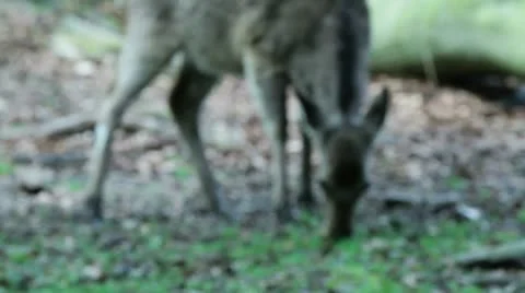 Deer shots Stock Footage 10966214