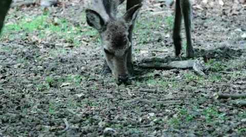 Deer shots Stock Footage 10966389