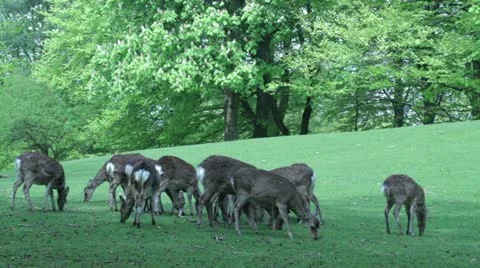 Deer shots Stock Footage 10966390