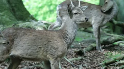 Deer shots Stock Footage 10966467