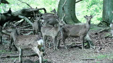 Deer shots Stock Footage 10966469