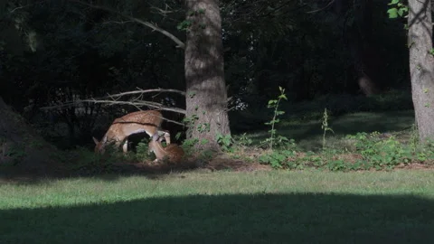 Deer Siblings Chillin on my Backyard Stock Footage 135064525