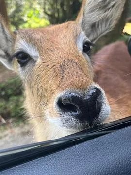 A deer by the side of the car window Foto stock